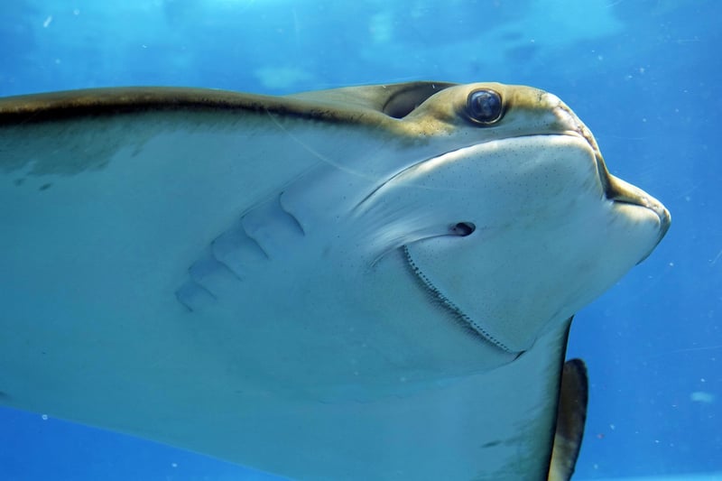 Under the Sea