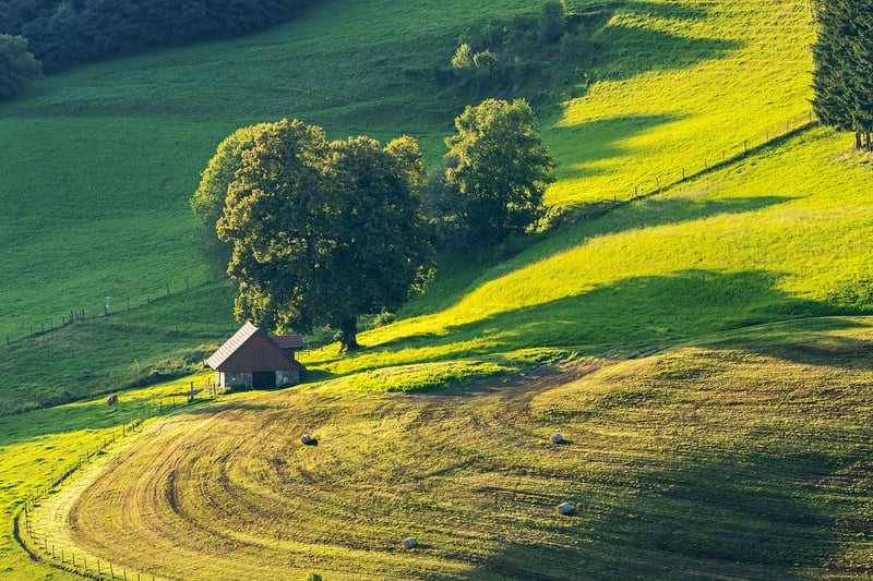 Whimsical Meadow